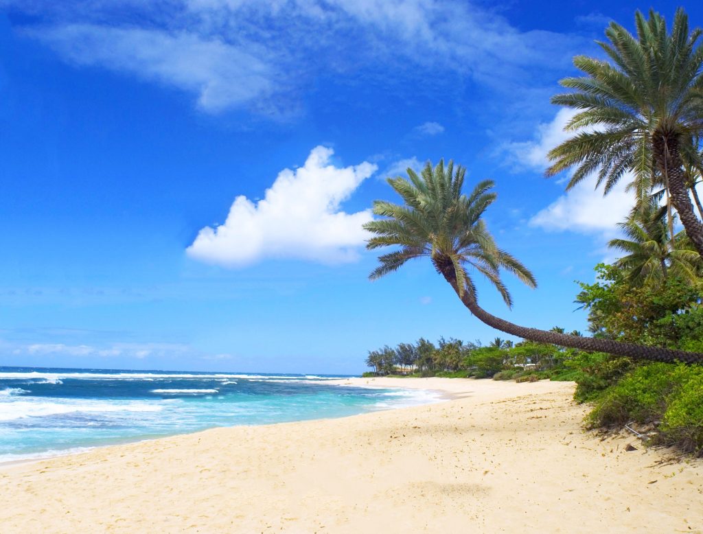discover what to see and do in Honolulu, Paradise Island of Hawaii! north shore beach