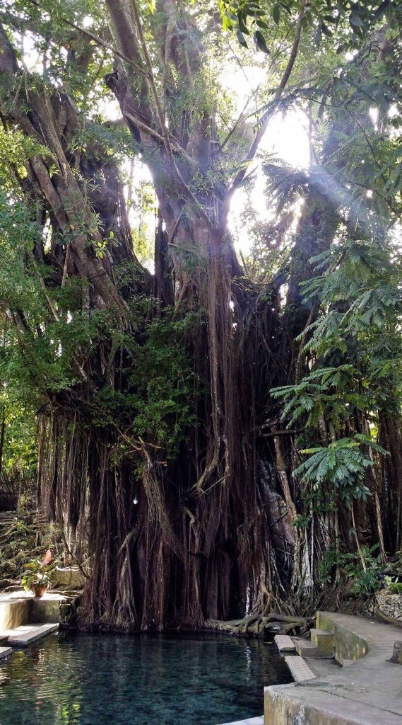 century-old-balete-tree-siquijor-island-fish-spa