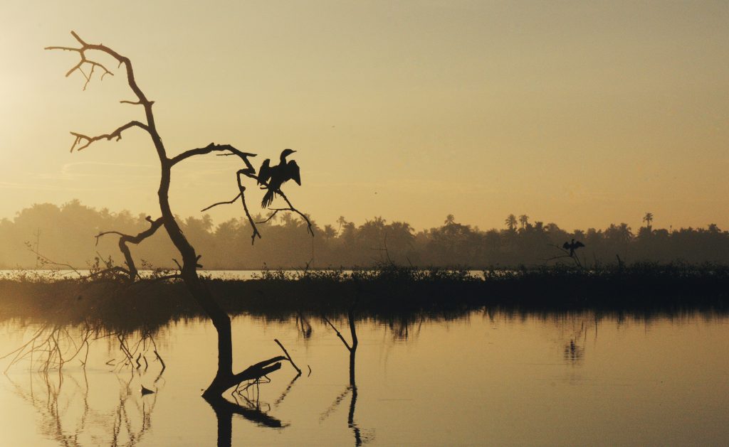 Birds on tree branch during the sunrise on Lake Vembanad