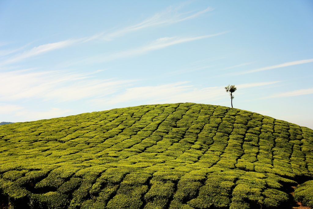 munnar tea plantation leafy green hill with a tree on top