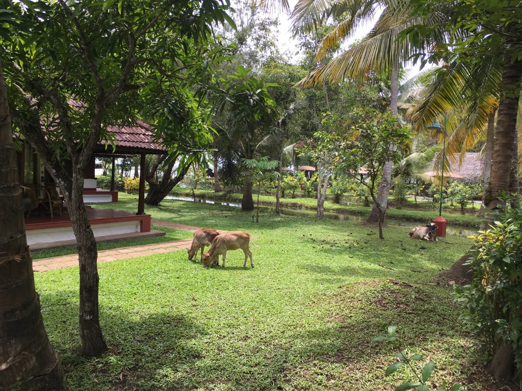 vechoor cows relaxing on the grounds of coconut lagoon resort