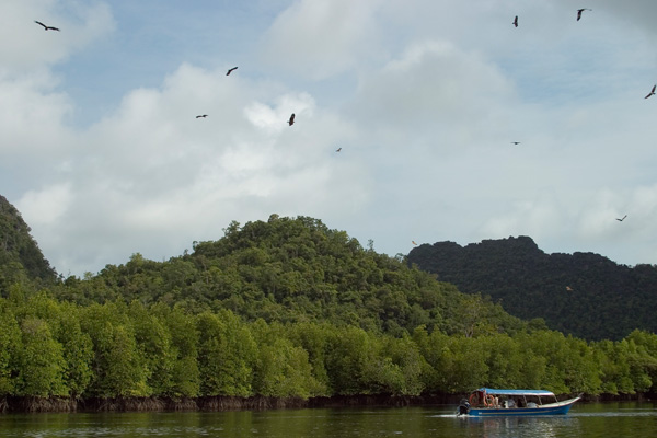 Island Hopping in Langkawi, Malaysia, eagle feeding frenzy at Pulau Singa Besar day tour boat ride