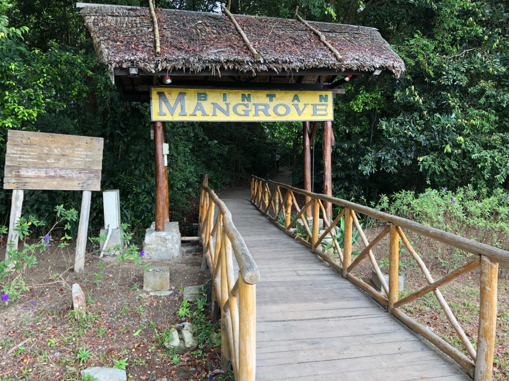 bintan island mangrove entrance
