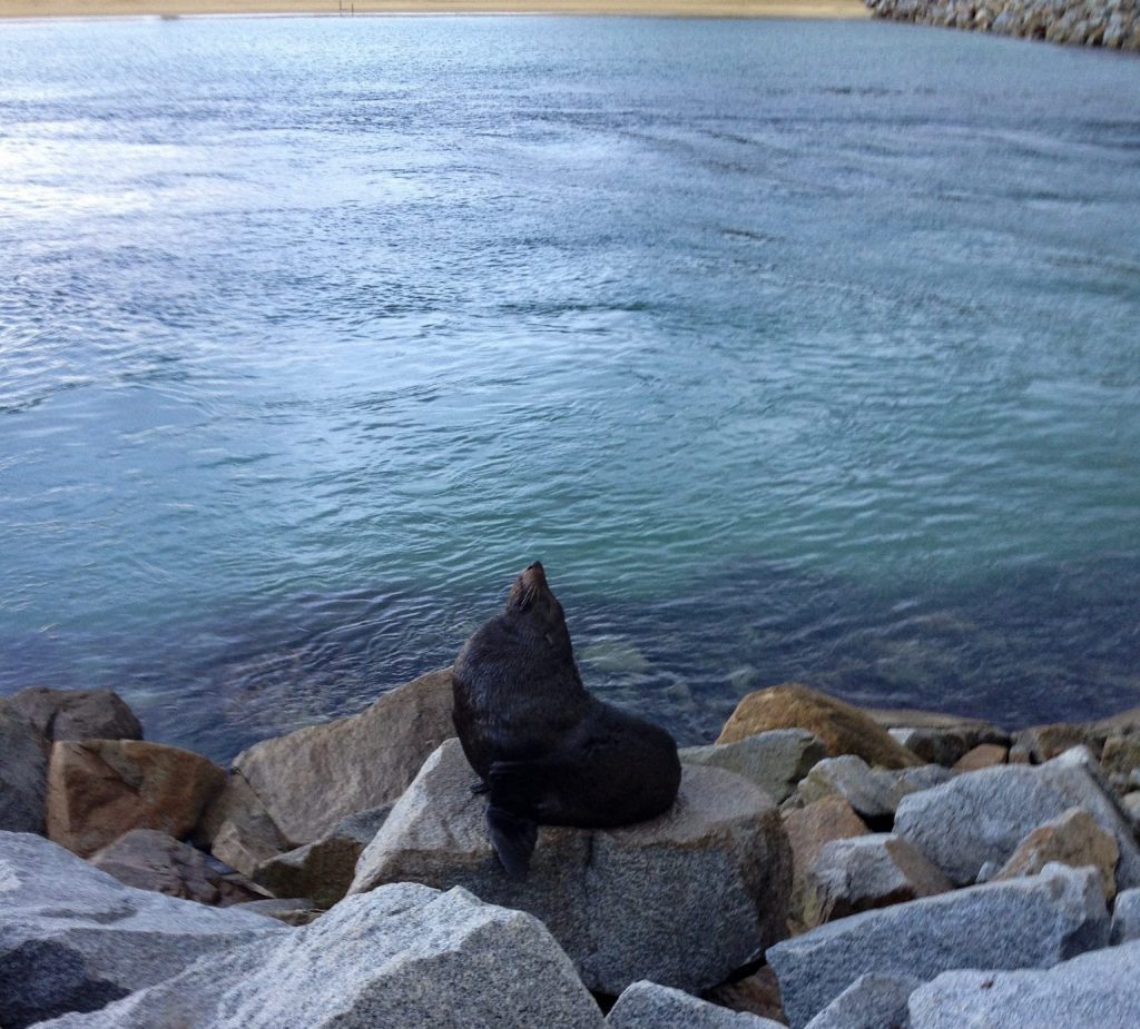 Fur Seal sitting on a rock in Narooma