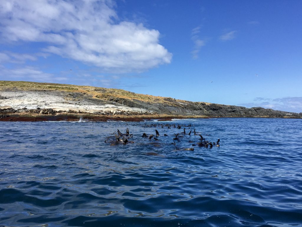 Colony of seals swimming around Montague Island