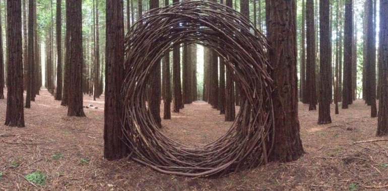circular wooden formation in the middle of california redwood trees 