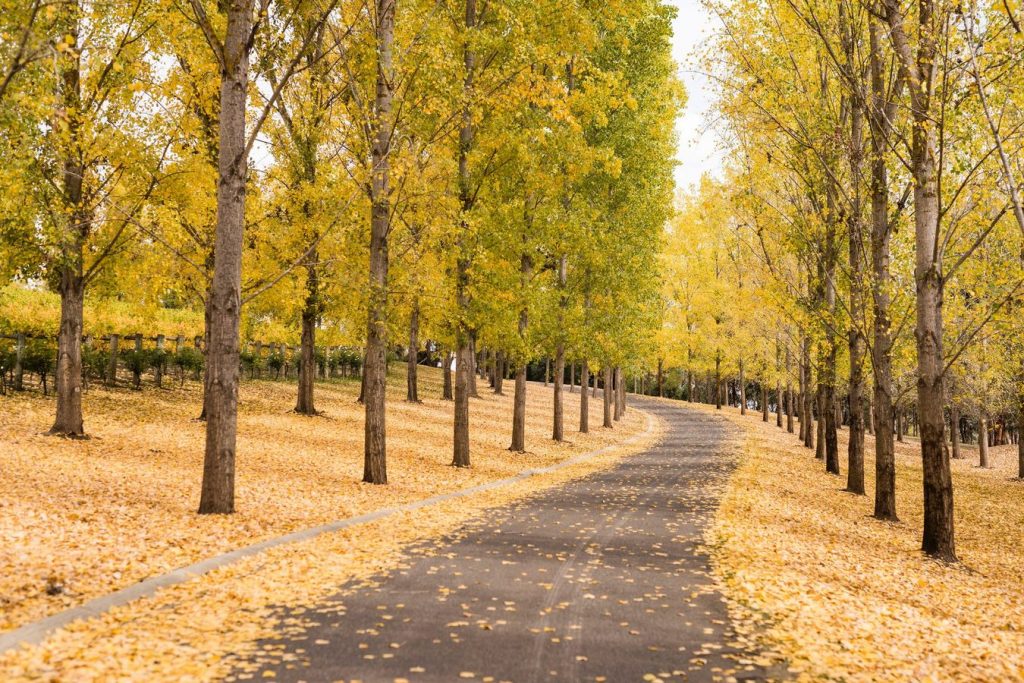walking path trail in a vineyard surrounded by tall trees