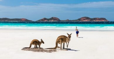Australia's best beaches - kangaroos on beach