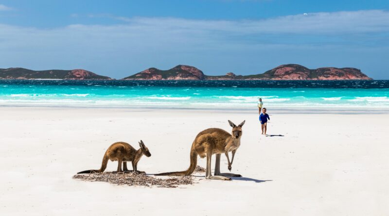 Australia's best beaches - kangaroos on beach
